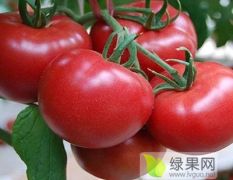 吉林省四平市市郊优质硬粉西红柿