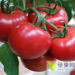 吉林省四平市市郊优质硬粉西红柿