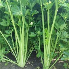 销售西芹0.30-0.40元/每市斤