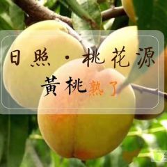 二十万件日照黄金冠黄桃一件代发25元/5斤
