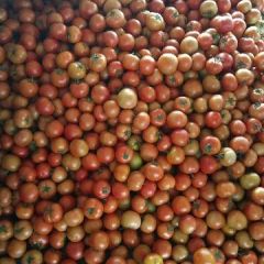 思背德柿子 大红