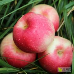 早熟苹果嘎啦美八已经大量成熟欢迎咨询洽谈