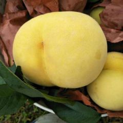 黄桃，锦绣黄桃大量上市中