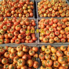 大红硬果西红柿7845 9月中旬上市好果 持续到春节！