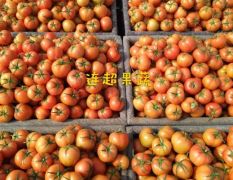 大红硬果西红柿7845 9月中旬上市好果 持续到春节！