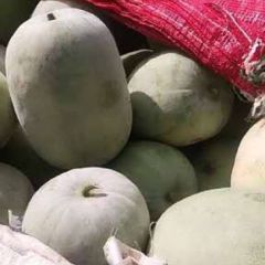 全白粉皮冬瓜产地直销。