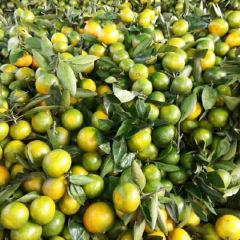 代销 代购各类时令水果