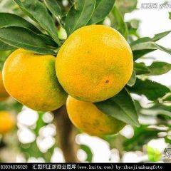 资阳市雁江区碑记镇柑橘