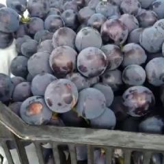 大量京亚户太夏黑维多利亚巨峰葡萄上市口感不错欢迎新朋友打