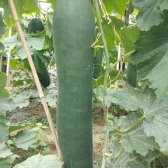 金韩蜜本南瓜吊冬瓜大量上市