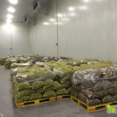 农场业种植大户土豆，个头体形好