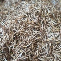 金针，养身有养人，这几天正上市了。