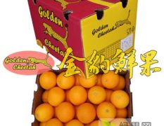 南非进口水果批发 夏橙酸橙 饮品榨汁店货源供应