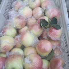 山东省莘县万亩苹果基地期待你的订购