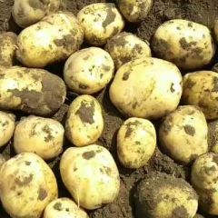 吉林市尤金885大面积上市