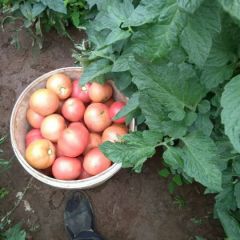 新下西红柿，没呢霸气的标题