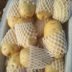 山东肥城大量供应冷库荷兰十五