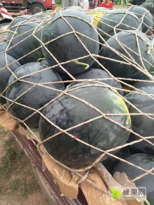 2019年河南通许黑皮无籽价格