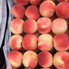 蒙阴蜜桃甘红大量上市，品质优良