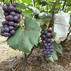 夏黑无籽葡萄甜蜜上市