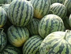 水果玉米大量上市需要请联系13937887571