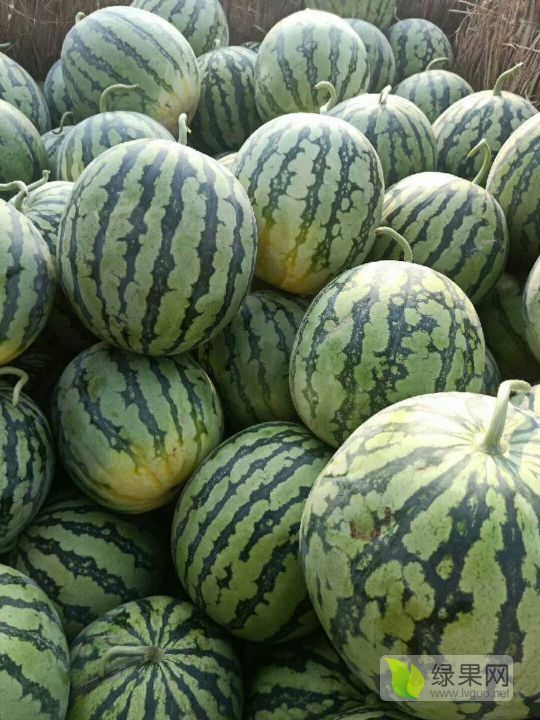 2019年河南通许8424西瓜价格
