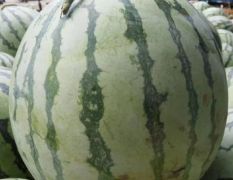 大量供应8424西瓜