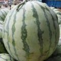 大量供应8424西瓜