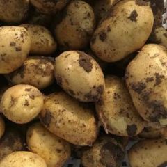 2018梨树这里的土豆品质好，耐储运