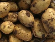 2018梨树这里的土豆品质好，耐储运