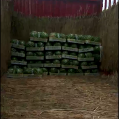 精品西瓜大量上市中 欢迎各地老板前来