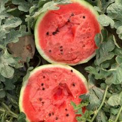 辽宁甜王西瓜，凡平专业代发