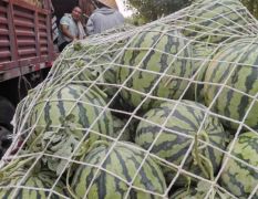 美都：西瓜带鲜叶