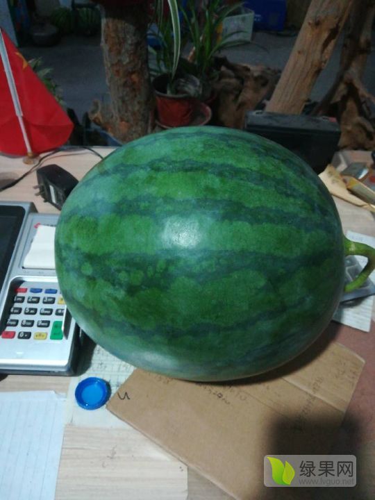 花皮无籽价格