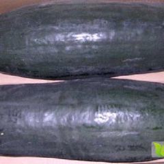 本地黑皮冬瓜即将大量上市了