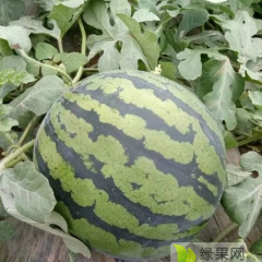 华阴市甜王西瓜诚招各地朋友前来选购