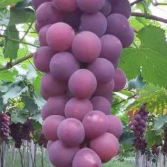 供应大棚巨峰葡萄，阳光玫瑰等优质葡萄