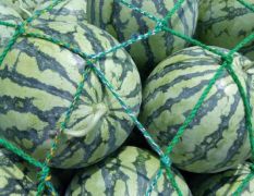 大量供应正宗8424 精品美都