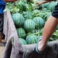 安丘大棚优质京欣西瓜热卖中，主打品种双星京欣系列！重点是大棚的！