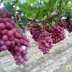 饶阳6月红宝石无核葡萄滞销严重啊