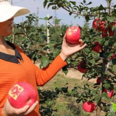 精品蜜脆，即将上市，本地只此一家，颗颗上乘