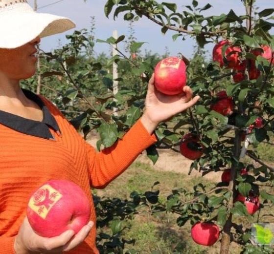 2019年甘肃宁县美国蜜翠价格