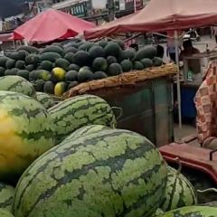 河南扶沟春光62西瓜品质优良