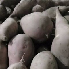 开封县郭庄红薯大面积上市欢迎前来采购