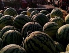 大量西瓜上市河南扶沟8424西瓜何去何从