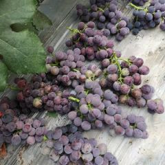 2019新鲜葡萄，口感嘎嘎的。