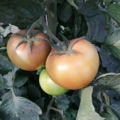 壶关县旱地西红柿