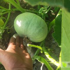 银栗南瓜 贵族南瓜