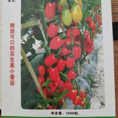 红色花生果小番茄-寒友409