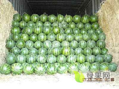 2019年河南通许8424西瓜价格